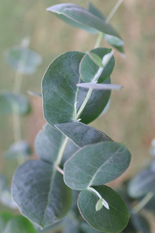  Big O Cold Hardy Eucalyptus Tree (Eucalyptus Neglecta) - 1 Gallon Pot