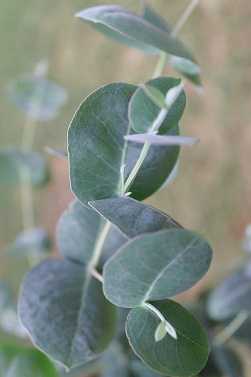  Big O Cold Hardy Eucalyptus Tree (Eucalyptus Neglecta) - 3 Quart Pot