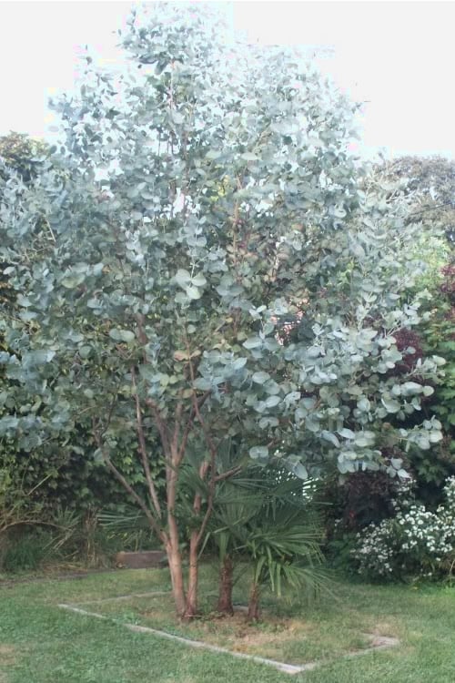  Big O Cold Hardy Eucalyptus Tree (Eucalyptus Neglecta) - 6 Pack Of 1 Gallon Pots