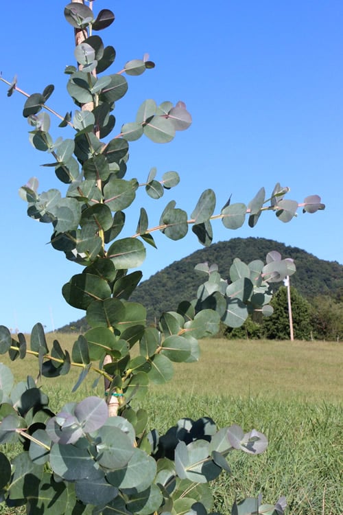  Big O Cold Hardy Eucalyptus Tree (Eucalyptus Neglecta) - 5 Gallon Pot (5-6')