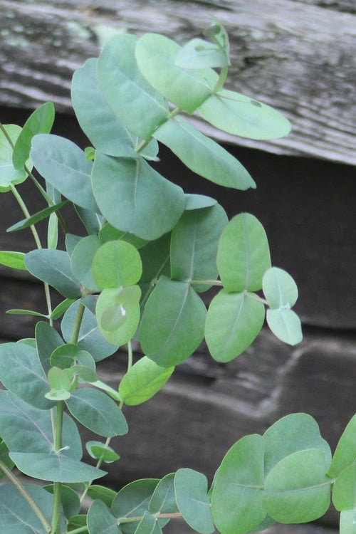  Big O Cold Hardy Eucalyptus Tree (Eucalyptus Neglecta) - 6 Pack Of 1 Gallon Pots