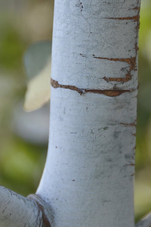  Bluey Cold Hardy Eucalyptus Tree (Eucalyptus Pulverulenta) - 6 Pack Of 1 Gallon Pots