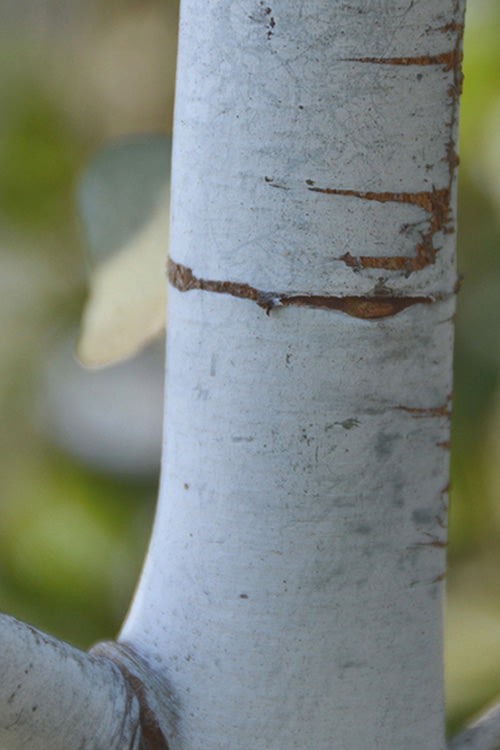  Bluey Cold Hardy Eucalyptus Tree (Eucalyptus Pulverulenta) - 2.5 Quart Pot