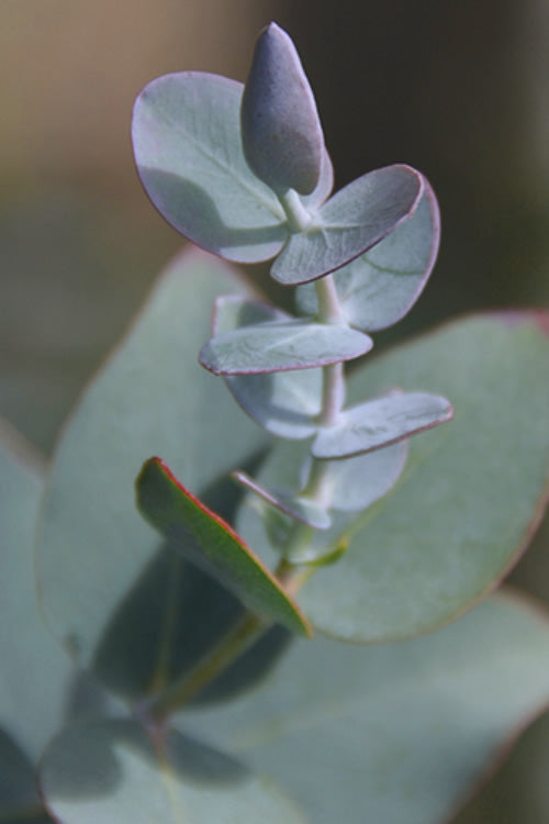  Bluey Cold Hardy Eucalyptus Tree (Eucalyptus Pulverulenta) - 2 Gallon Pot