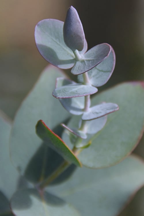  Bluey Cold Hardy Eucalyptus Tree (Eucalyptus Pulverulenta) - Quart Pot