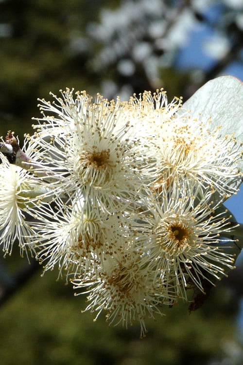  Bluey Cold Hardy Eucalyptus Tree (Eucalyptus Pulverulenta) - 2 Gallon Pot