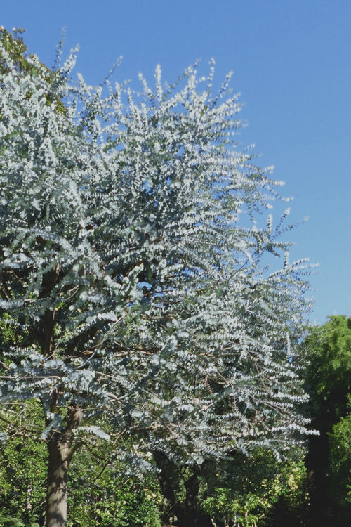  Bluey Cold Hardy Eucalyptus Tree (Eucalyptus Pulverulenta) - 3 Gallon Pot