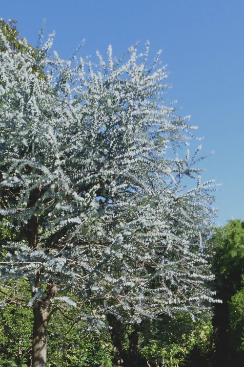  Bluey Cold Hardy Eucalyptus Tree (Eucalyptus Pulverulenta) - 2 Gallon Pot