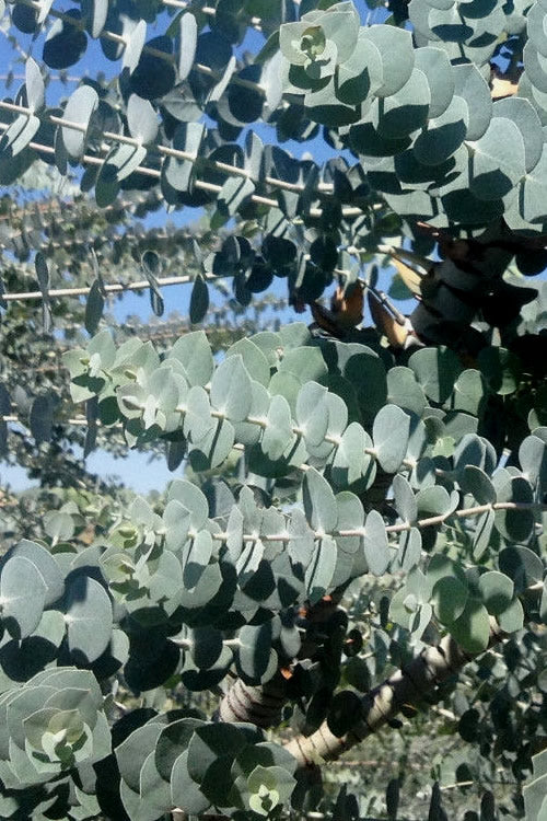  Bluey Cold Hardy Eucalyptus Tree (Eucalyptus Pulverulenta) - 2 Gallon Pot