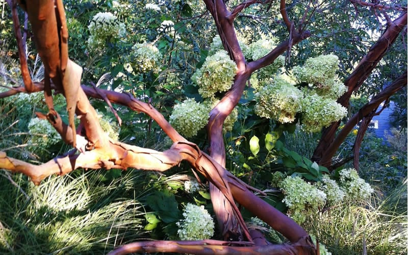  Funky Monkey Cold Hardy Eucalyptus Tree (Eucalyptus Parvula) - 1 Gallon Pot