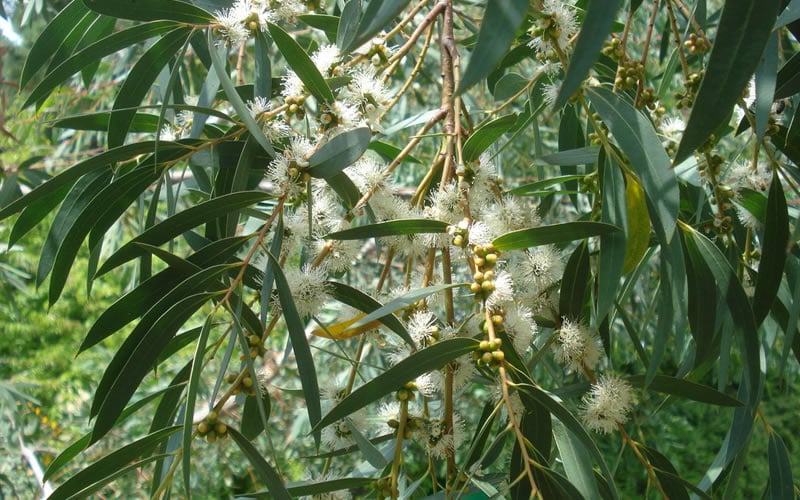  Funky Monkey Cold Hardy Eucalyptus Tree (Eucalyptus Parvula) - Quart Pot