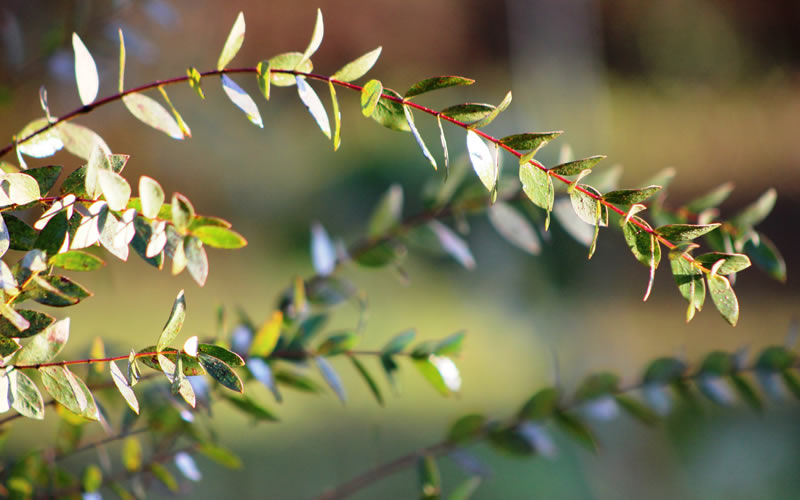  Funky Monkey Cold Hardy Eucalyptus Tree (Eucalyptus Parvula) - 3 Gallon Pot