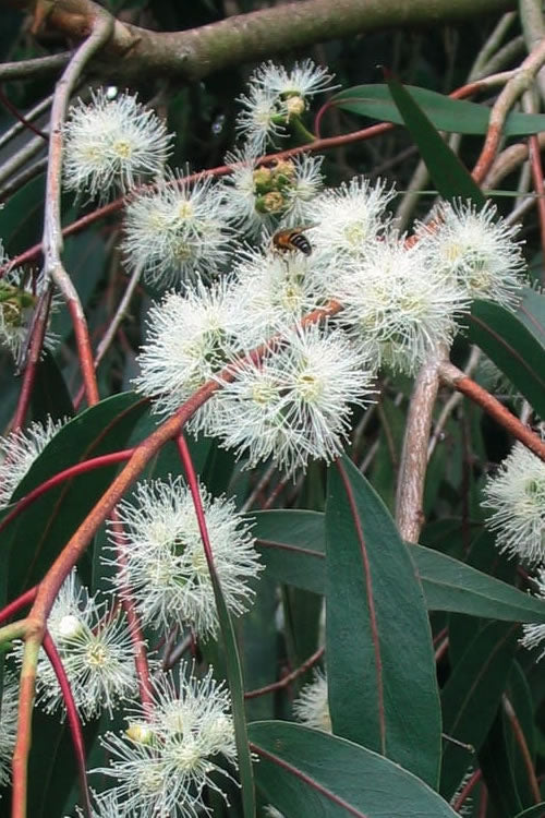  Jersey Girl Cold Hardy Eucalyptus Tree (Eucalyptus Macarthurii) - Quart Pot