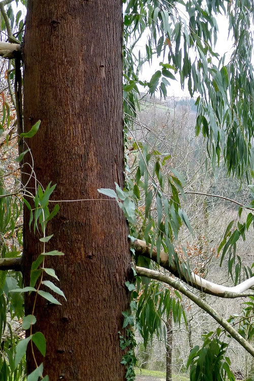  Jersey Girl Cold Hardy Eucalyptus Tree (Eucalyptus Macarthurii) - 3 Quart Pot