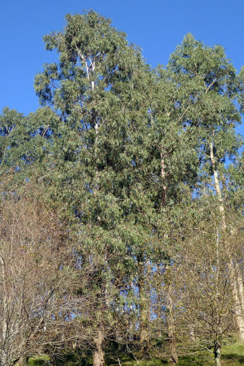  Jersey Girl Cold Hardy Eucalyptus Tree (Eucalyptus Macarthurii) - 3 Quart Pot