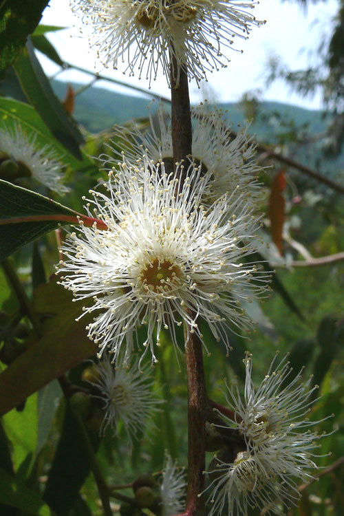  Jersey Girl Cold Hardy Eucalyptus Tree (Eucalyptus Macarthurii) - 3 Quart Pot