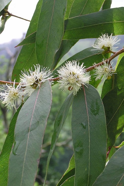  Jersey Girl Cold Hardy Eucalyptus Tree (Eucalyptus Macarthurii) - 6 Pack Of 1 Gallon Pots