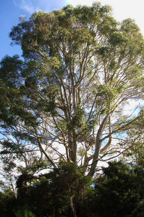  Jersey Girl Cold Hardy Eucalyptus Tree (Eucalyptus Macarthurii) - Quart Pot