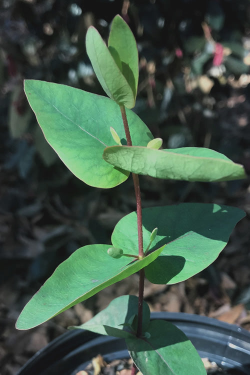  Jersey Girl Cold Hardy Eucalyptus Tree (Eucalyptus Macarthurii) - 2 Gallon Pot