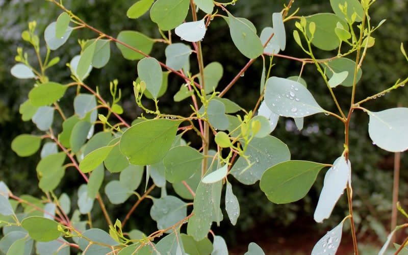  Lucky Country Cold Hardy Eucalyptus Tree (Eucalyptus Camphora) - Quart Pot