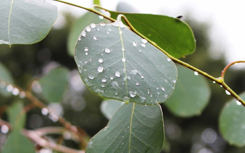  Lucky Country Cold Hardy Eucalyptus Tree (Eucalyptus Camphora) - 3 Gallon Pot