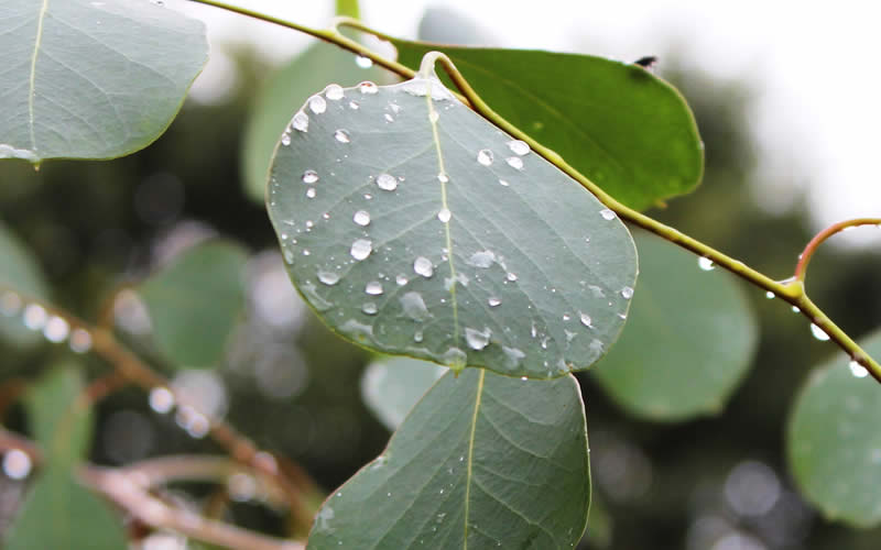 Lucky Country Cold Hardy Eucalyptus Tree (Eucalyptus Camphora) - 5 Gallon Pot - SALE