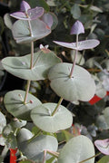  Luna Cold Hardy Eucalyptus Tree (Eucalyptus Perriniana) - 3 Gallon Pot