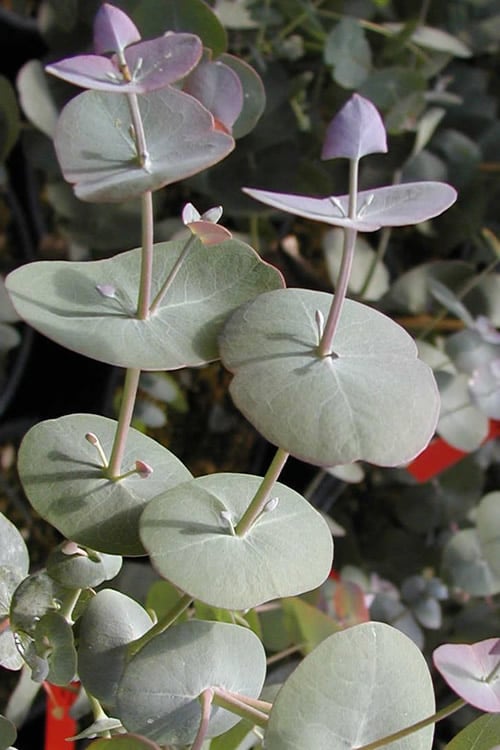  Luna Cold Hardy Eucalyptus Tree (Eucalyptus Perriniana) - Quart Pot