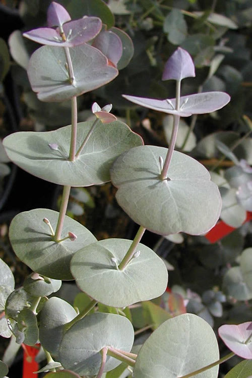  Luna Cold Hardy Eucalyptus Tree (Eucalyptus Perriniana) - 2 Gallon Pot