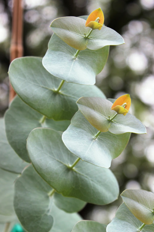  Luna Cold Hardy Eucalyptus Tree (Eucalyptus Perriniana) - 2 Gallon Pot