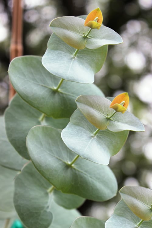  Luna Cold Hardy Eucalyptus Tree (Eucalyptus Perriniana) - 2 Gallon Pot