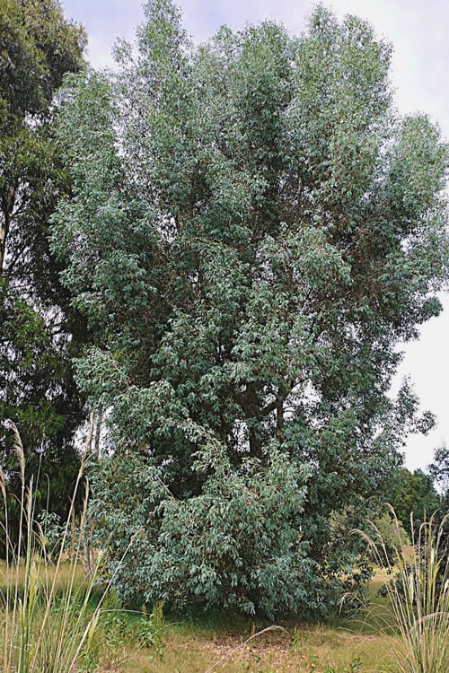  Luna Cold Hardy Eucalyptus Tree (Eucalyptus Perriniana) - 3 Quart Pot
