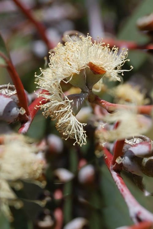  Luna Cold Hardy Eucalyptus Tree (Eucalyptus Perriniana) - 3 Gallon Pot