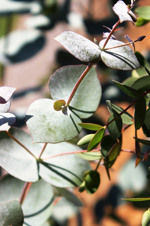  Maggie Cold Hardy Eucalyptus Tree (Eucalyptus Nova Anglica) - 5 Gallon Pot