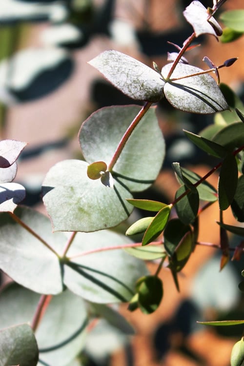  Maggie Cold Hardy Eucalyptus Tree (Eucalyptus Nova Anglica) - 1 Gallon Pot