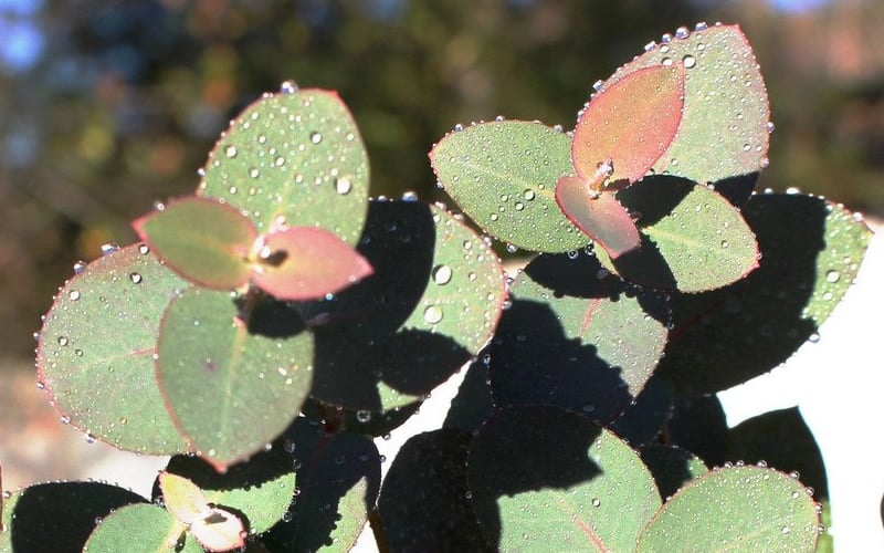  Maggie Cold Hardy Eucalyptus Tree (Eucalyptus Nova Anglica) - 3 Gallon Pot