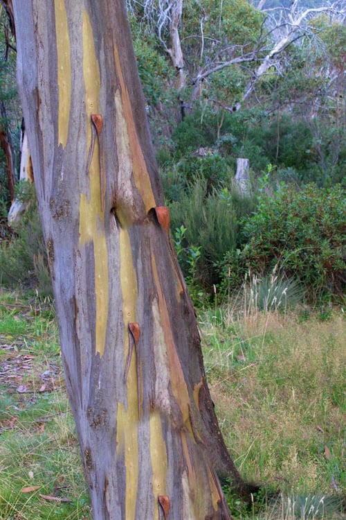  Sheila Cold Hardy Eucalyptus Tree (Eucalyptus Stellulata) - 3 Gallon Pot