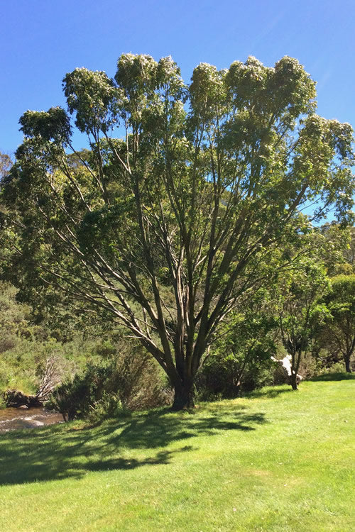  Sheila Cold Hardy Eucalyptus Tree (Eucalyptus Stellulata) - Quart Pot
