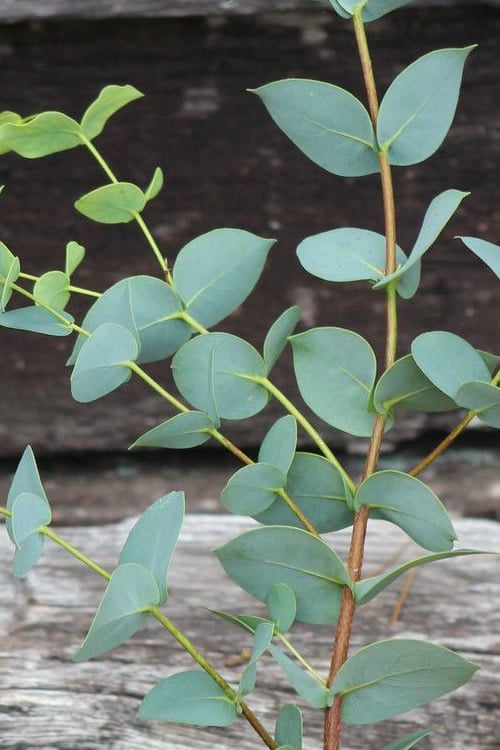  Sheila Cold Hardy Eucalyptus Tree (Eucalyptus Stellulata) - 1 Gallon Pot