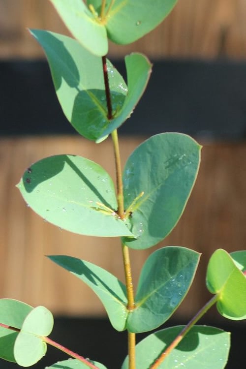  Sheila Cold Hardy Eucalyptus Tree (Eucalyptus Stellulata) - 3 Gallon Pot