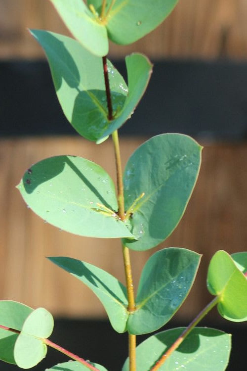  Sheila Cold Hardy Eucalyptus Tree (Eucalyptus Stellulata) - Quart Pot