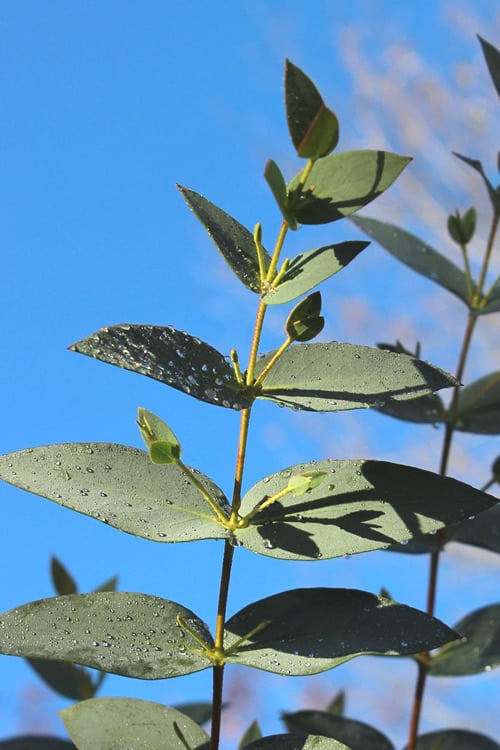  Sheila Cold Hardy Eucalyptus Tree (Eucalyptus Stellulata) - 6 Pack Of 1 Gallon Pots