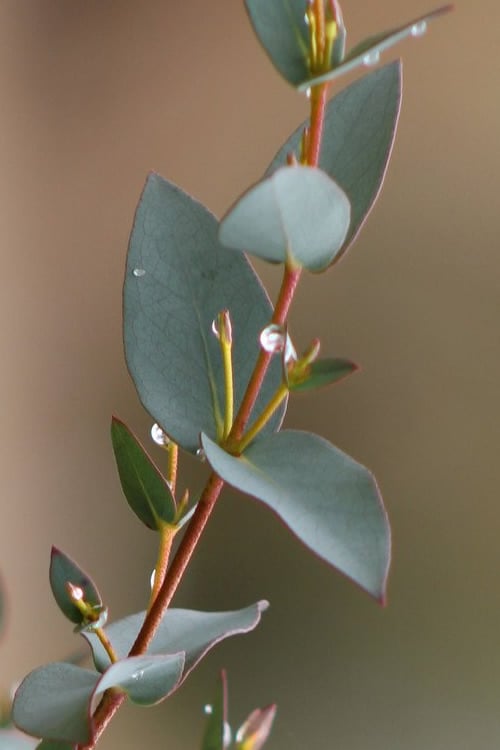  Sheila Cold Hardy Eucalyptus Tree (Eucalyptus Stellulata) - 3 Gallon Pot