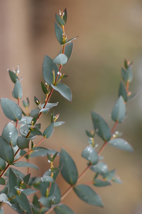  Sheila Cold Hardy Eucalyptus Tree (Eucalyptus Stellulata) - Quart Pot