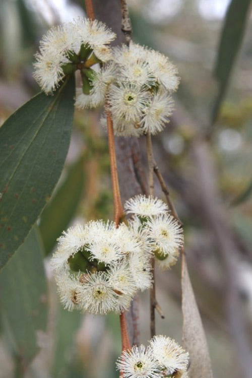  Sheila Cold Hardy Eucalyptus Tree (Eucalyptus Stellulata) - Quart Pot