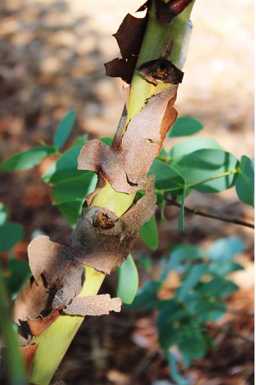  Sheila Cold Hardy Eucalyptus Tree (Eucalyptus Stellulata) - 1 Gallon Pot