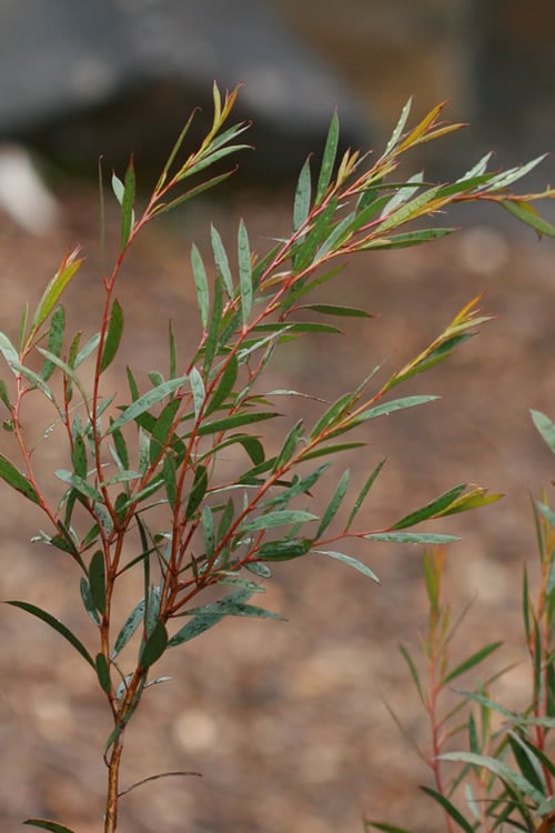  Skinny Minny Hardy Eucalyptus Tree (Eucalyptus Moorei) - 3 Gallon Pot