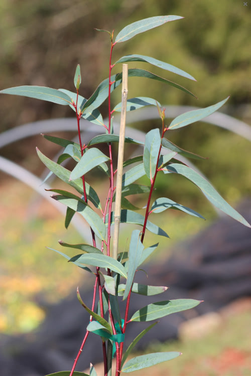  Snow Day Cold Hardy Eucalyptus Tree (Eucalyptus Gregsoniana) - Quart Pot