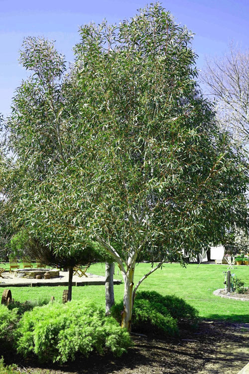  Snow Day Cold Hardy Eucalyptus Tree (Eucalyptus Gregsoniana) - Quart Pot