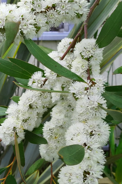  Snow Day Cold Hardy Eucalyptus Tree (Eucalyptus Gregsoniana) - Quart Pot